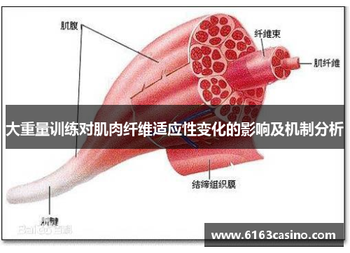 大重量训练对肌肉纤维适应性变化的影响及机制分析