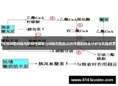体育减肥训练与阶段性爆发力训练对脂肪动员作用的综合分析与实践探索